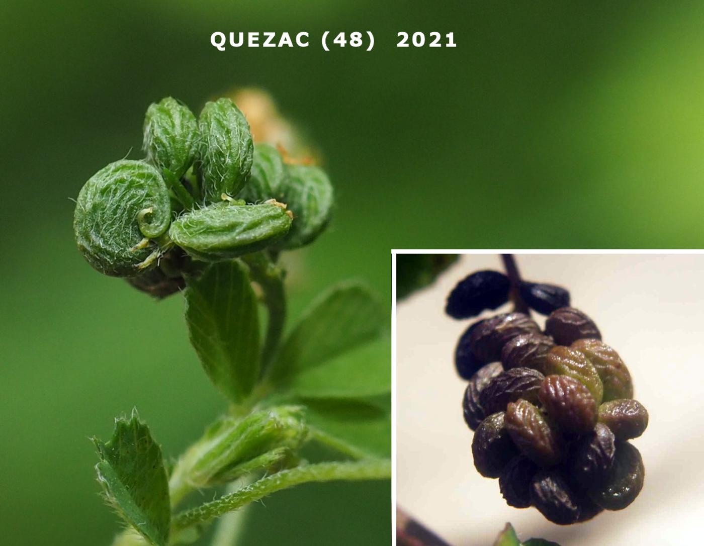 Medick, Black fruit